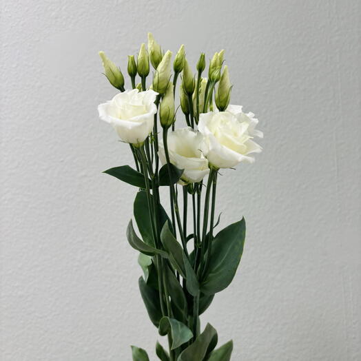 Эустома белая