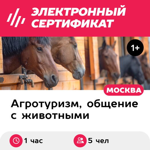 Подарочный сертификат Индивидуальная экскурсия на конюшню и катание верхом, до 5 чел. (1 час)