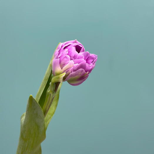 Тюльпан пионовидный 3