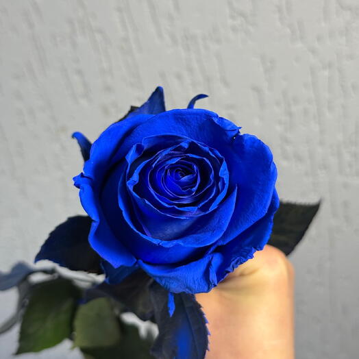 Синяя роза (Голландия)