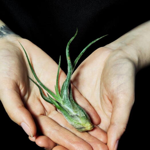 Тилландсия Голова Медузы Мини (Tillandsia Caput Medusae Mini)
