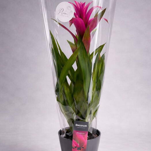 Гузмания фиолетовая