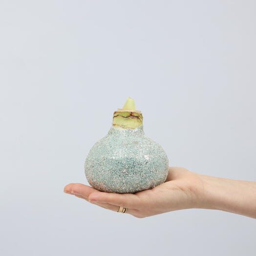 Луковица амариллиса в голубом воске с блестками