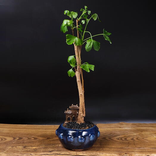 Bonsai Ginkgo Biloba, 40cm, 9 años