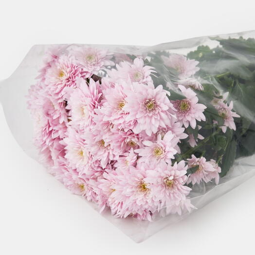 Пачка хризантем кустовых (10 штук) Розовая, 60 см