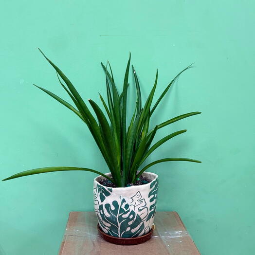 Сансевиерия, Сансевиерия суфрутикоза (Sansevieria suffruticosa) в керамическом горшке