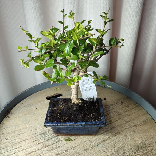 radermachera bonsai care Ginseng China Doll (Radermachera sinica) – Happy Sunrize main image 0