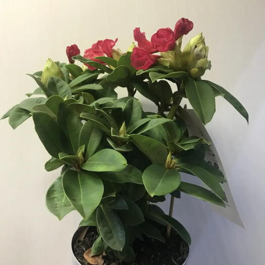 Рододендрон красный