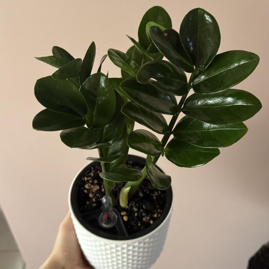 Замиокулькас в белом горшке