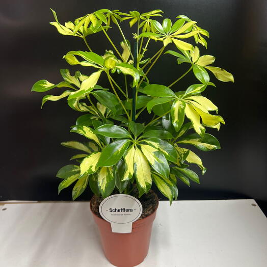 Комнатное растение шиффлера Araliaceae family