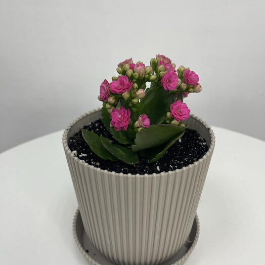 Каланхоэ Pink мини