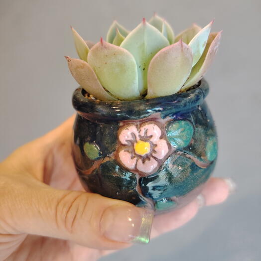Эхеверия Лола (лат. Echeveria ‘Lola )