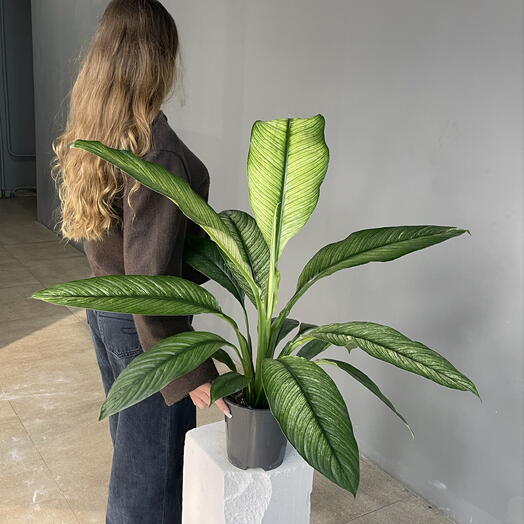SPATIFILUM SENSATION VARIEGATTA гигантское редкое «женское счастье»  спатифиллум вариегатный