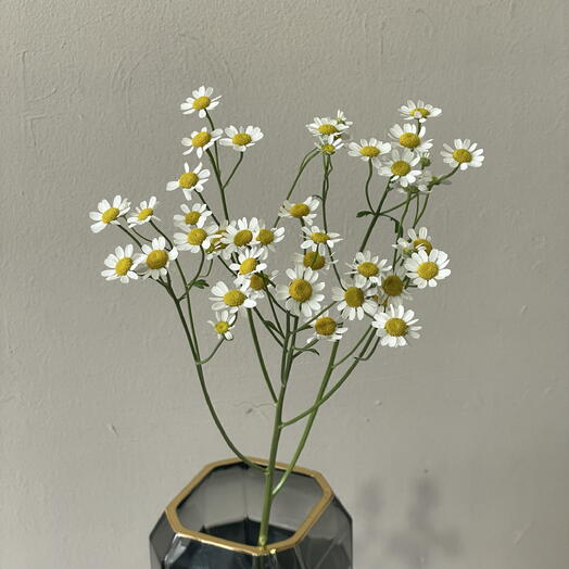 Ромашка кустовая Матрикария🌼