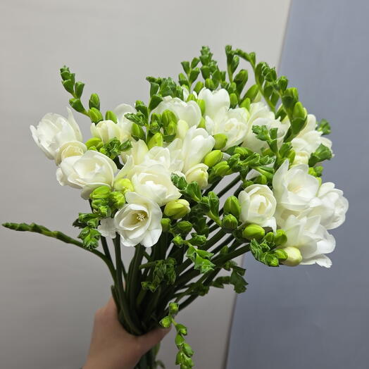 Фрезия 21