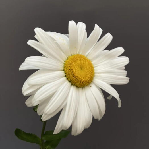 Крупная ромашка Нивяник/Leucanthemum