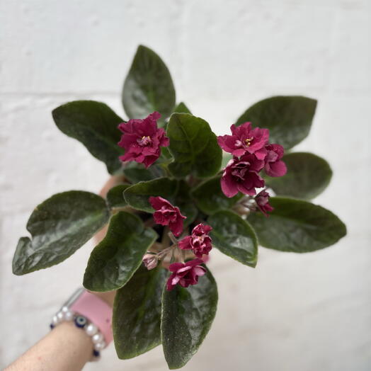 Фиалка Precious Red