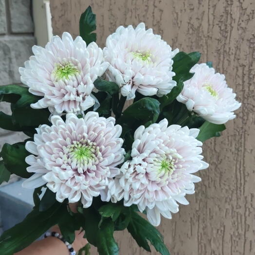 Родной