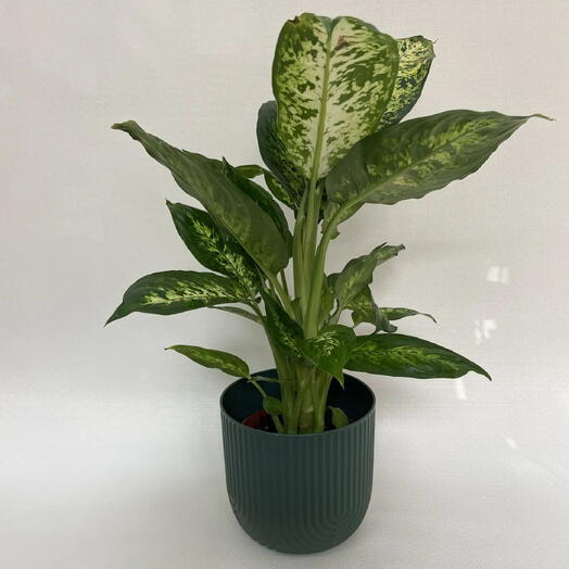 Диффенбахия Компакта / Dieffenbachia Compacta