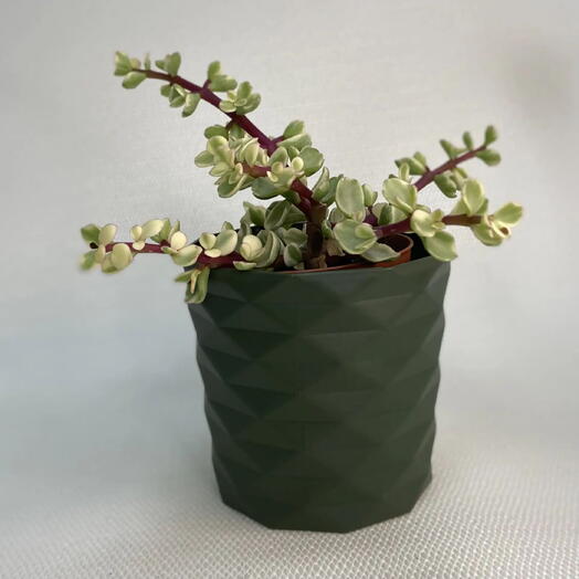 Портулакария афра вариегата /Portulacaria afra Variegata