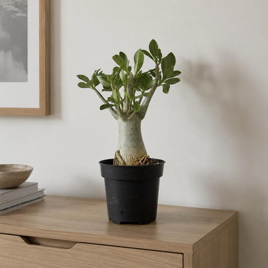 Adenium Baobab