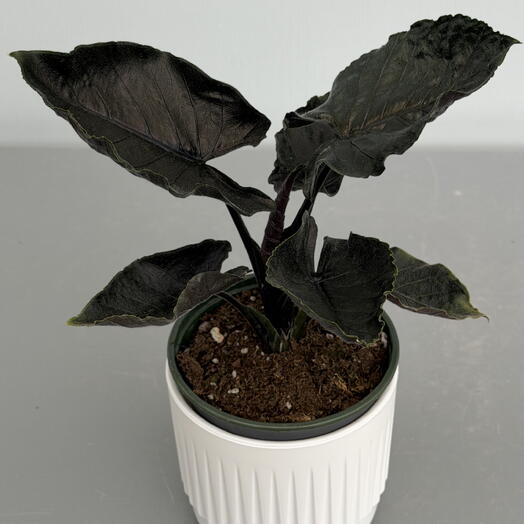 АЛОКАЗИЯ (ALOCASIA) BLACK MAGIC (13/30)