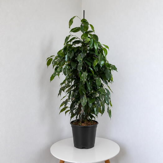 Ficus benjamina