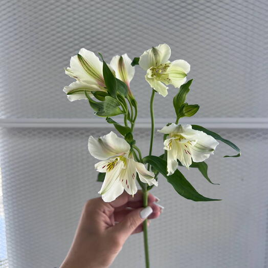 Альстромерия белая