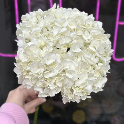 Arka flowers