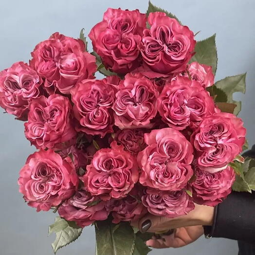 Пачка роза Эквадор «Кантри Блюз»,25 шт