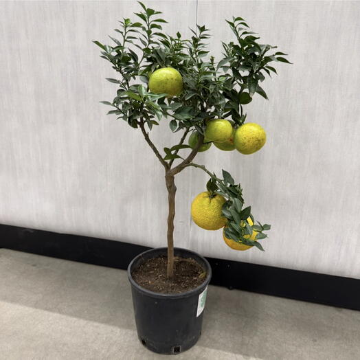 Мандарин с плодами для дома штамб большое 🍊