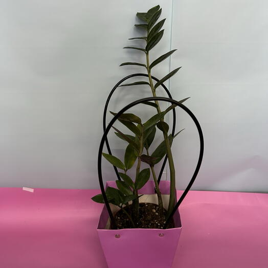 замиакулькус (средний)