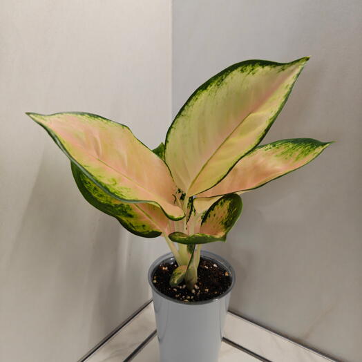 Аглаонема Валькирия (Aglaonema Valkyrie)