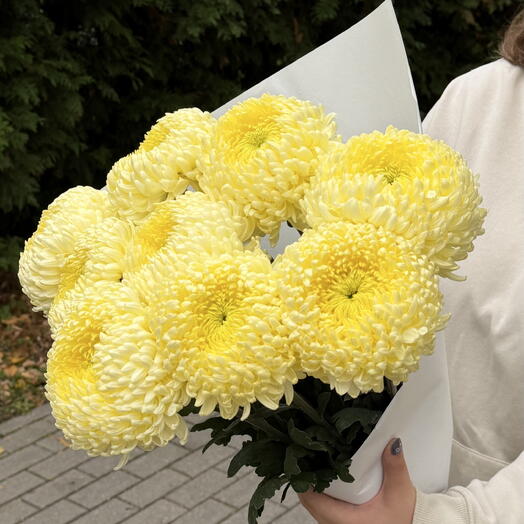Букет из 9 нежно-желтых хризантем
