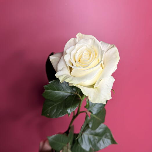 LizaFlower