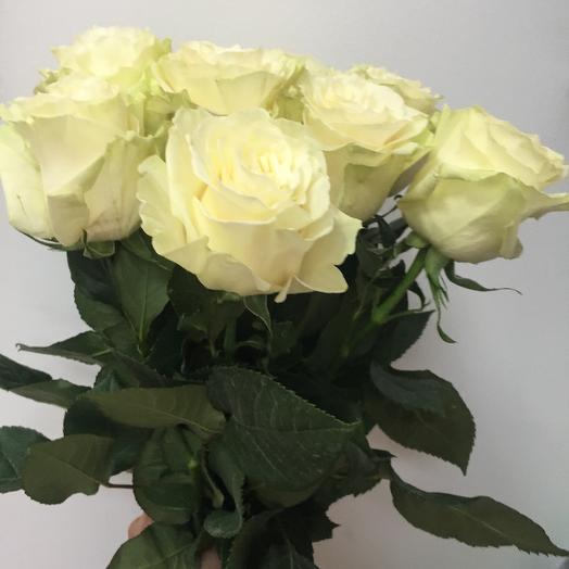 Rosa Mondial 70 cm 9 piezas