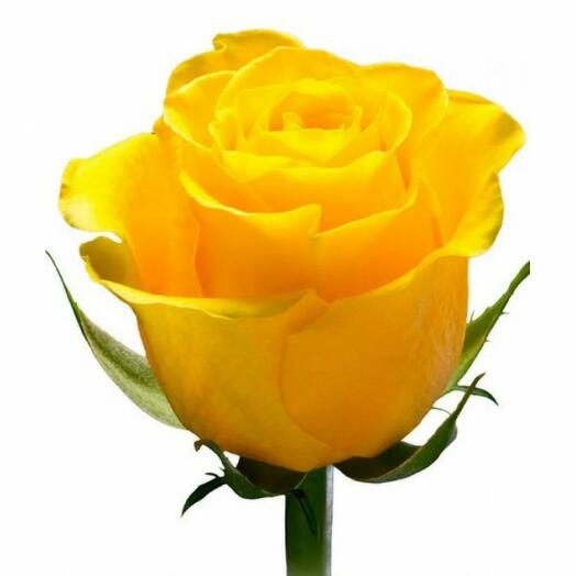 Rose All Right