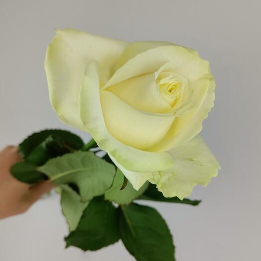 Rose white 1pc