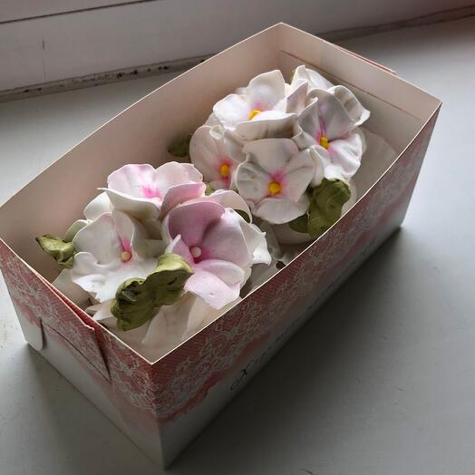 Malvavisco Hortensia