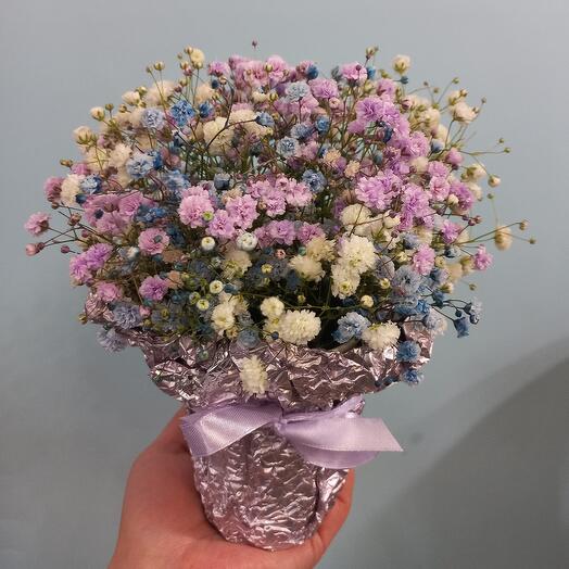 Gypsophila "Fluffy ball of happiness"