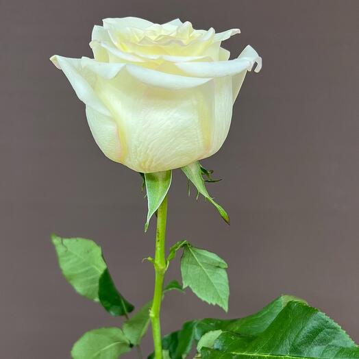 Rosa de peonía "Kendlight" 70 cm