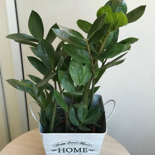 Indoor plant Zamiakulkas