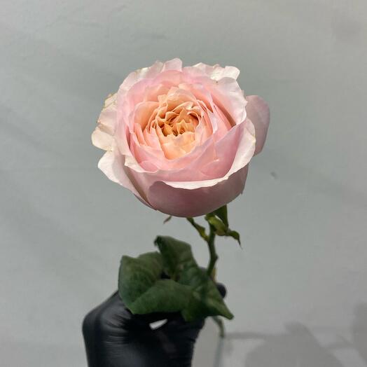 Пионовидная роза японская 🌹