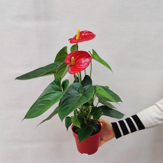Anthurium 12