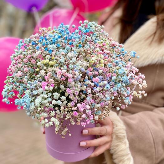 Gypsophila in a box