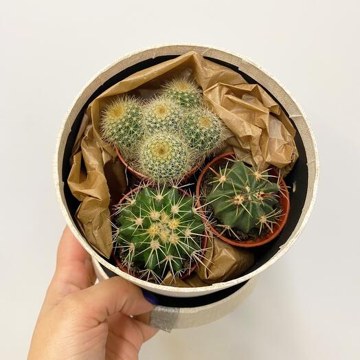 Cactus en Caja de regalo
