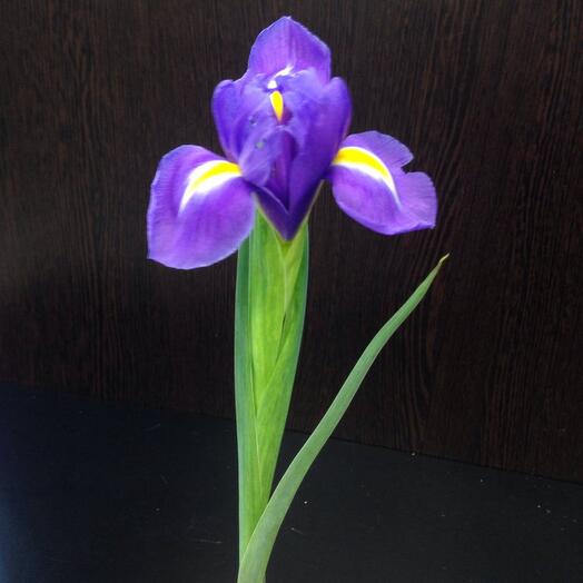 Iris Blue magic