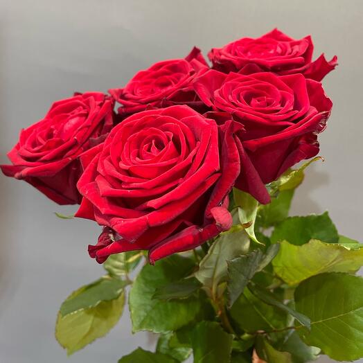 Rosas rojas 5pcs