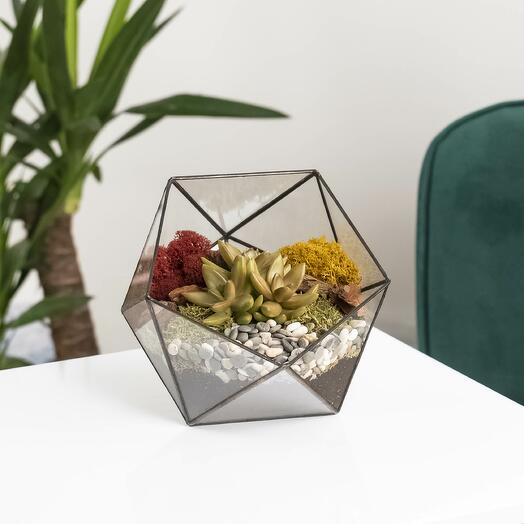 Suculentas caseras en el florarium "Icosaeder"