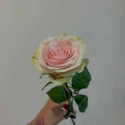 Роза фрутетто, Flowers Moscow, Russia, buy at a price of 330 RUB, By ...